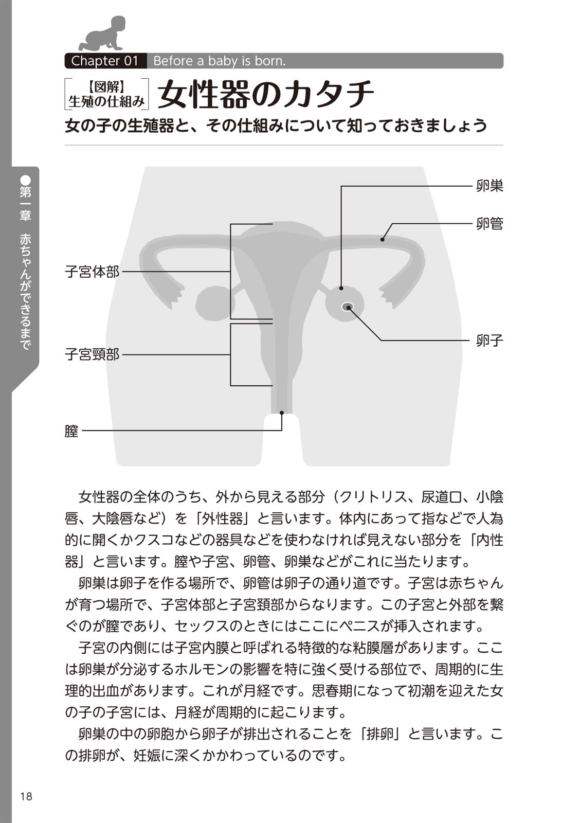 やらなくてもまんがで解る性交と妊娠 赤ちゃんのつくり方 - Page 20
