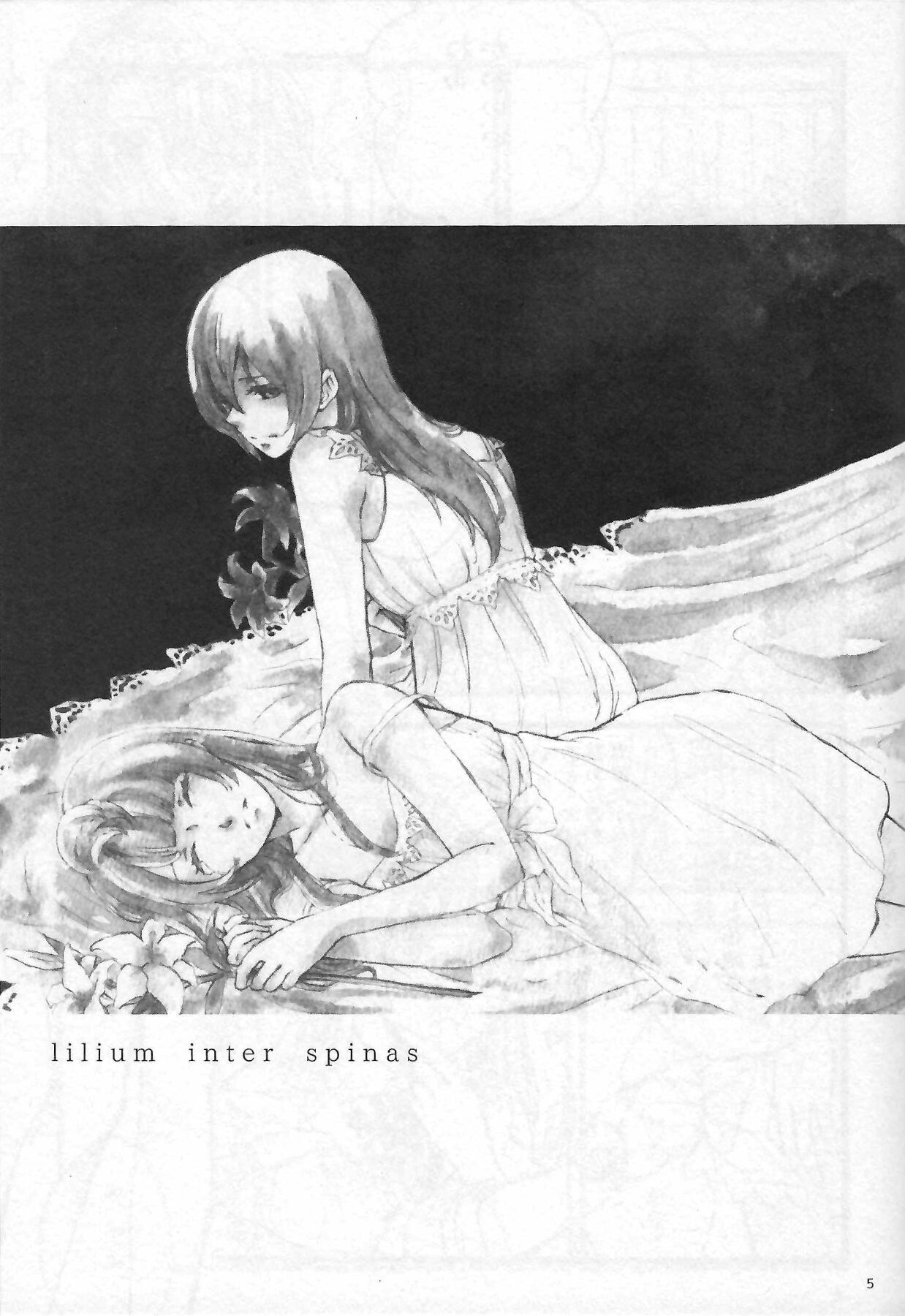 Anemone coronaria - Page 4